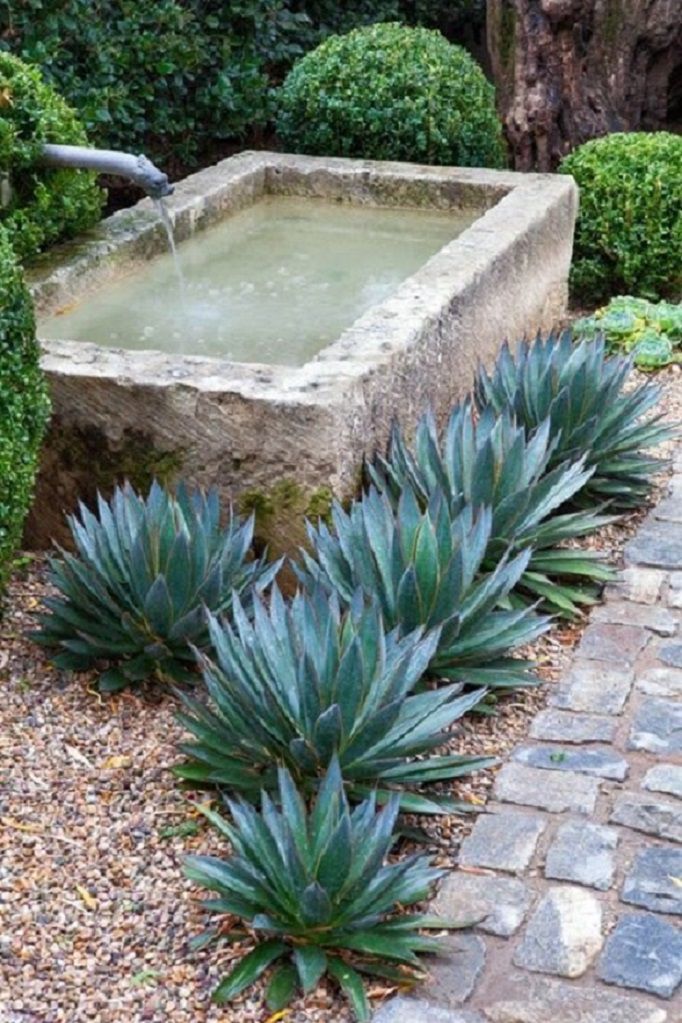 De l'eau remplit un bassin en plein air près de plantes d'agave.
