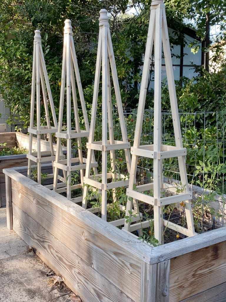 treillis à tomates