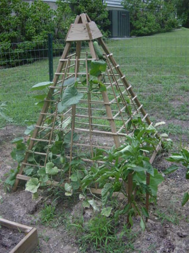 Concombres poussant sur un treillis en bois