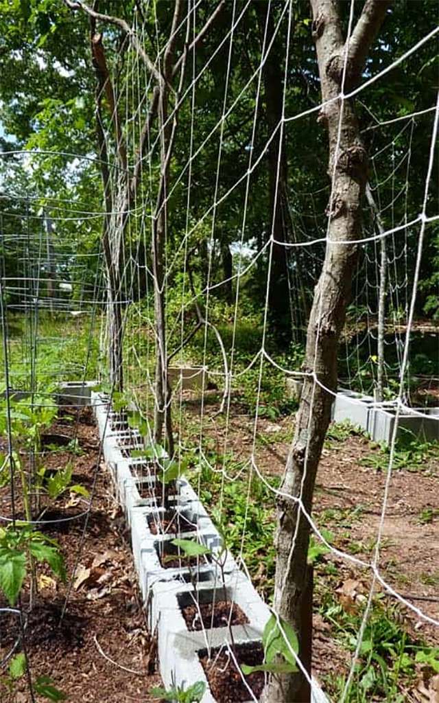 Un treillis à concombres dans un jardin