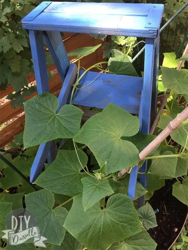 Vignes de concombre poussant sur une échelle bleue