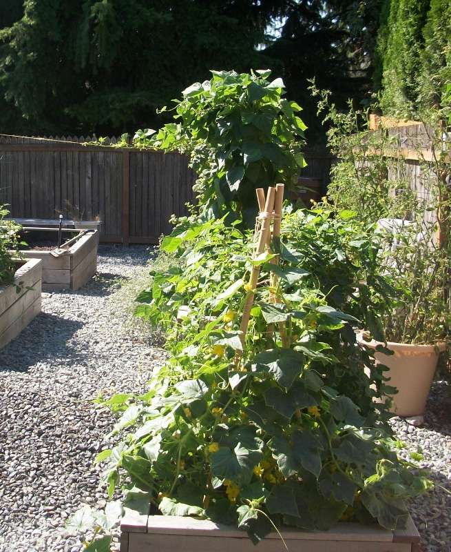 Un treillis en forme de tipi dans un jardin
