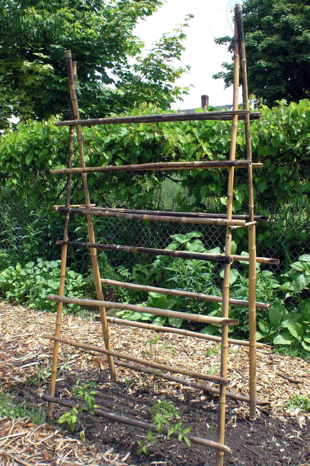 Un treillis en bambou pour les concombres