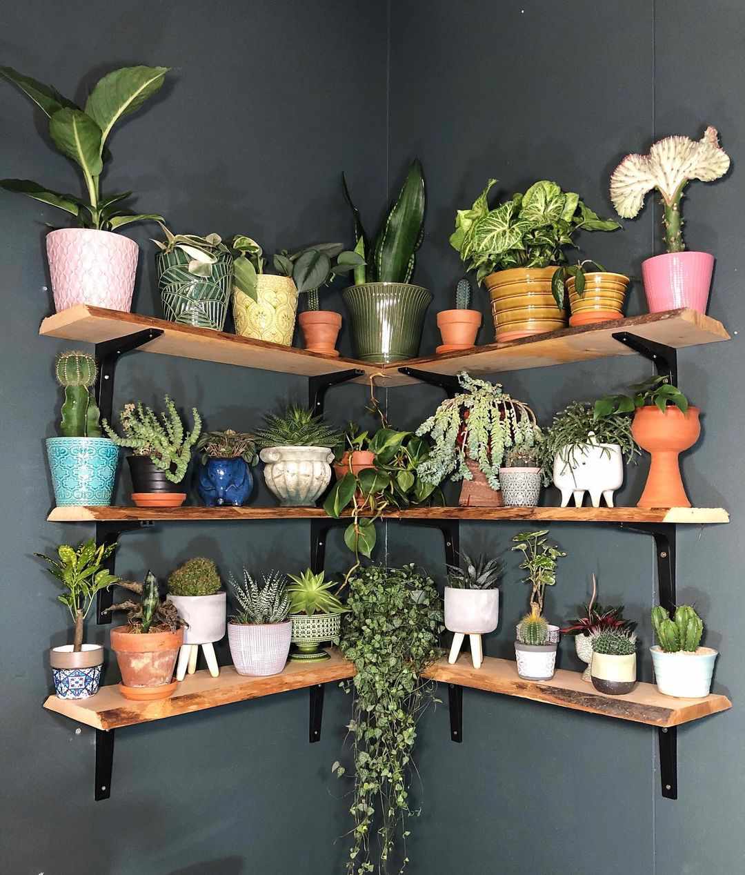 étagère à plantes en L