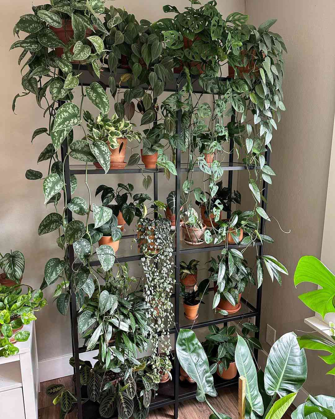 étagère remplie de plantes