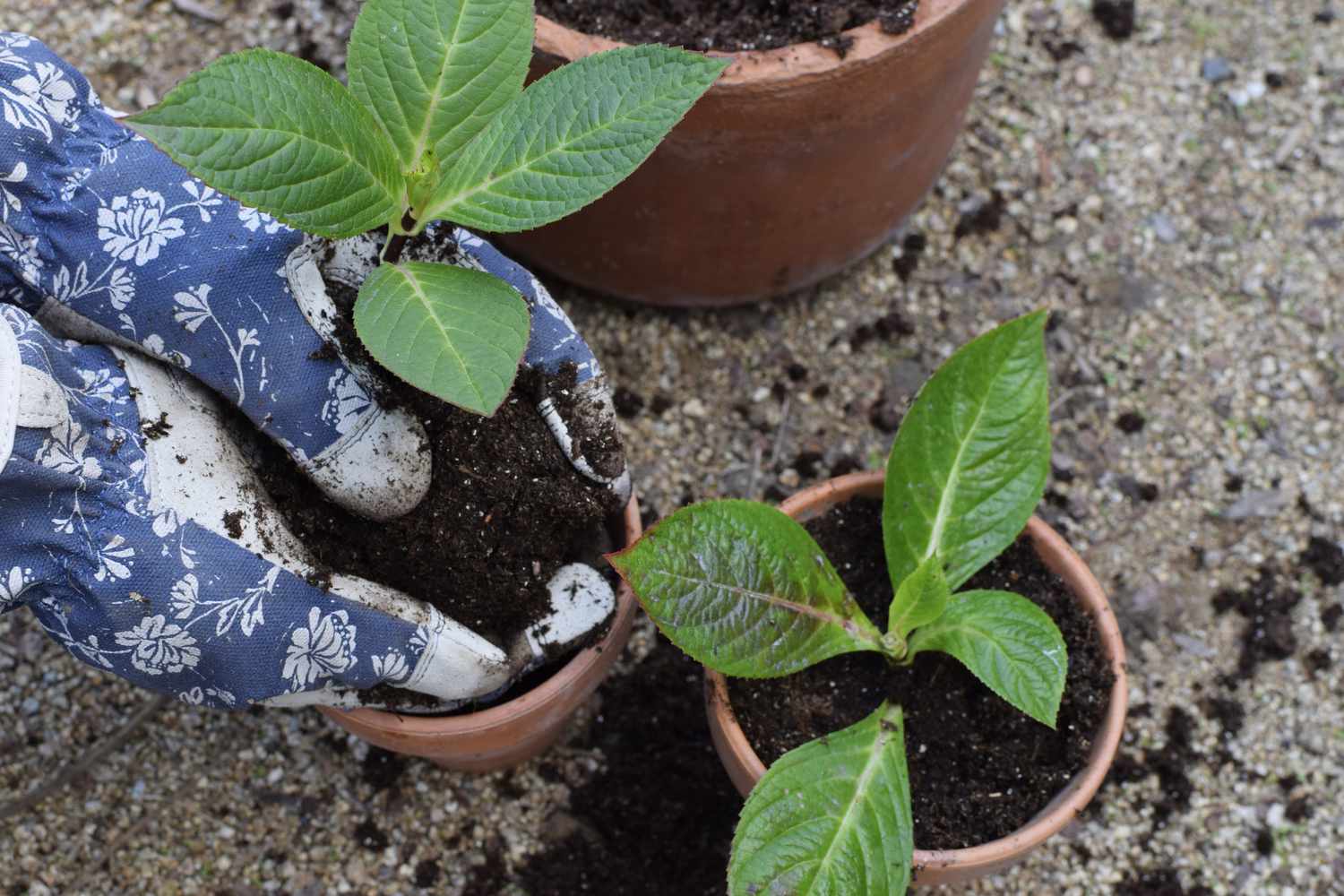 Plante d'hortensia dont les racines sont maintenues avec des gants au-dessus de petits pots