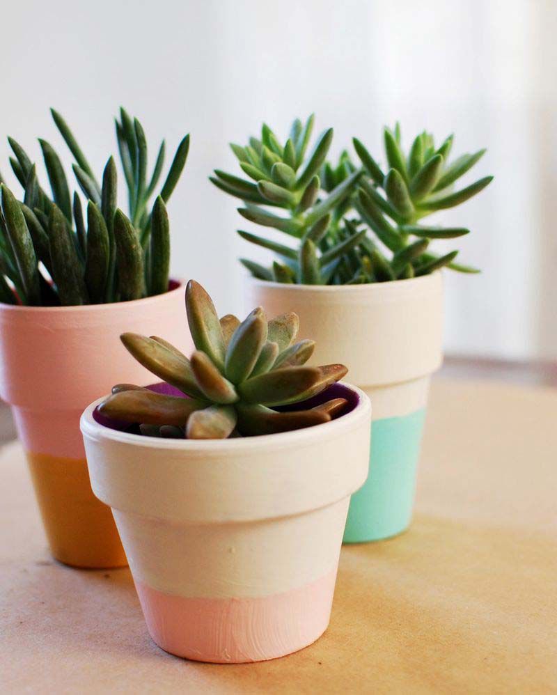 Trois plantes succulentes dans des pots colorés