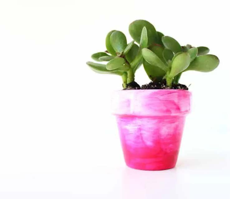 Un pot rose
