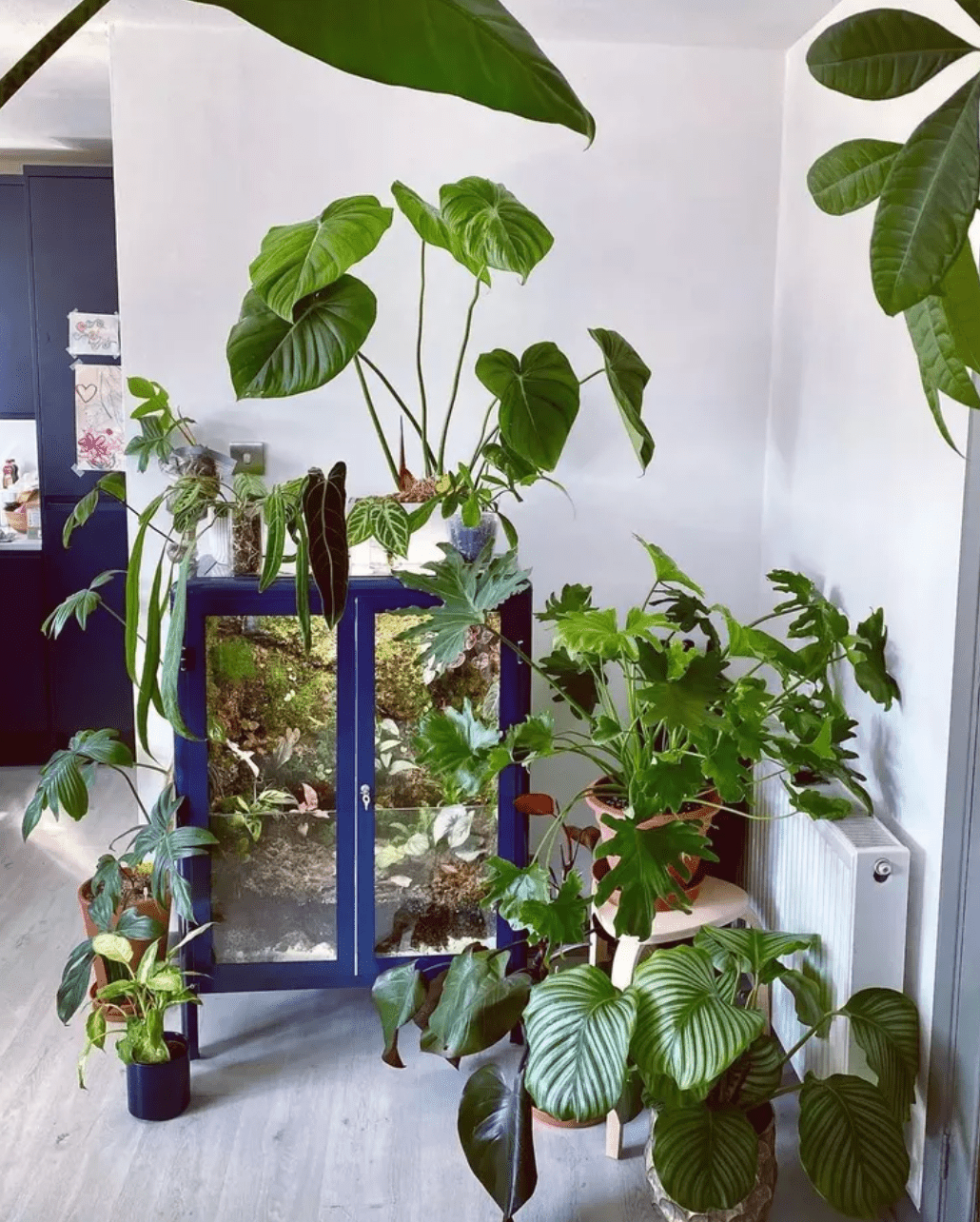 Serre bricolée avec un meuble IKEA