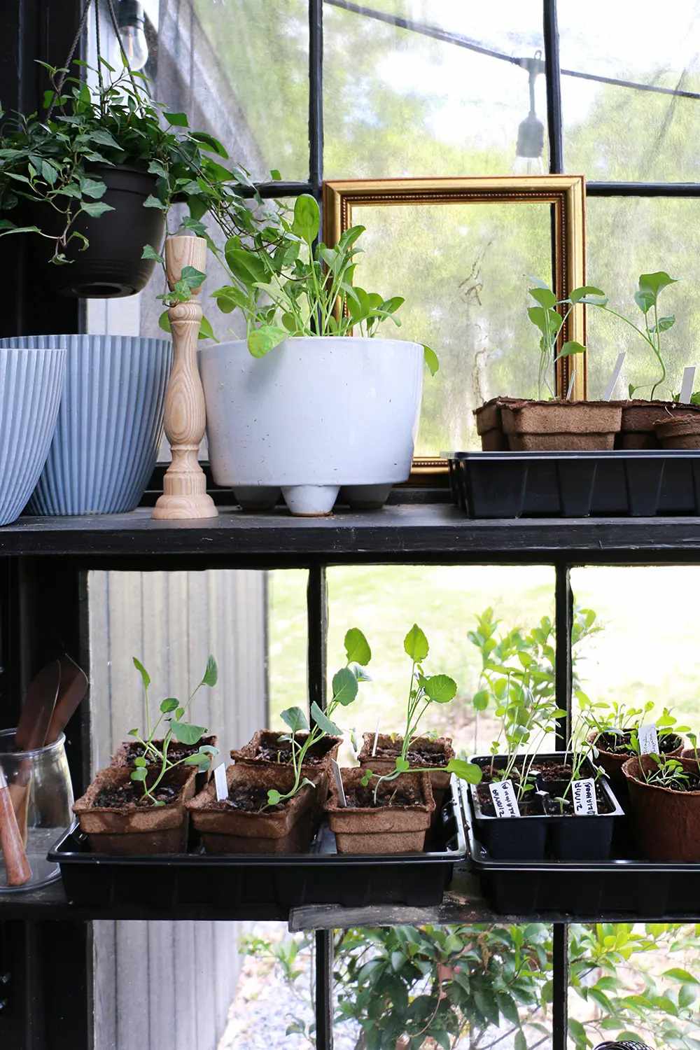 Une étagère avec des plantes et un cadre photo doré