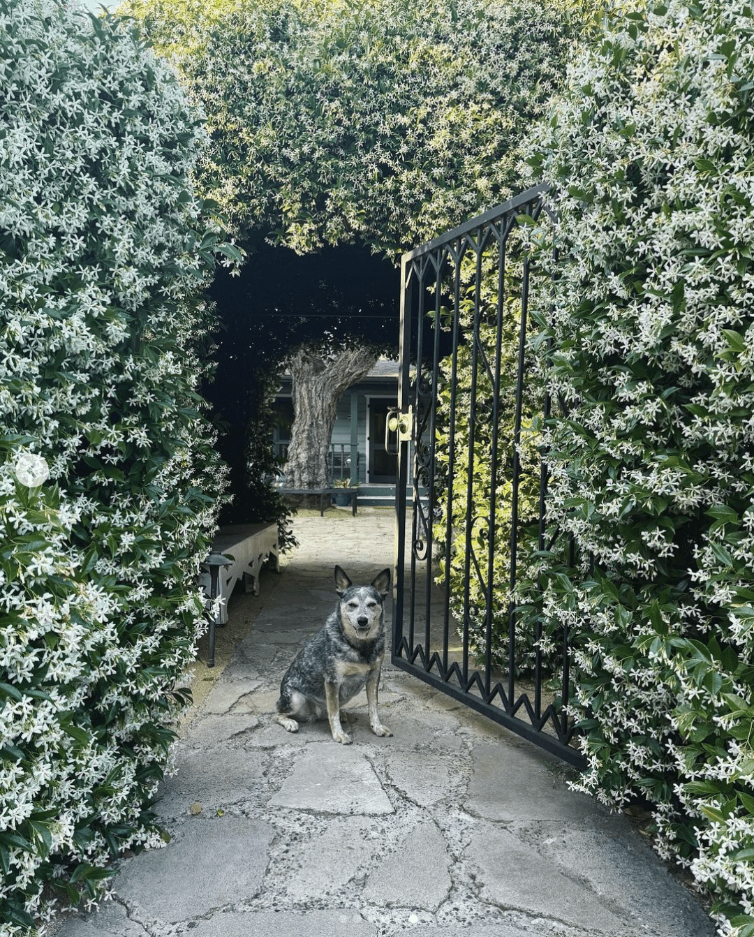 tunnel floral de jasmin