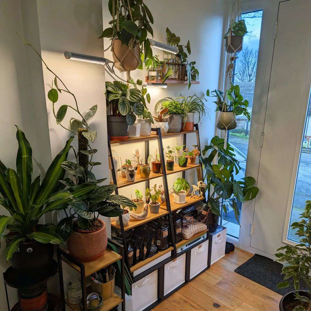 étagère à plantes en gradins