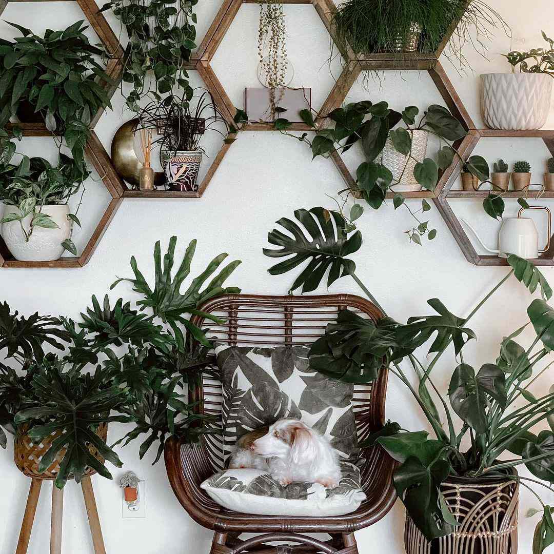 étagères à plantes hexagonales stylisées ensemble