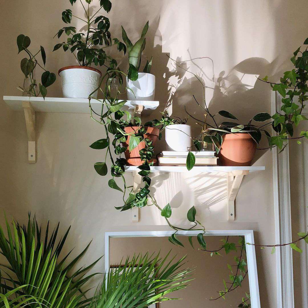 étagères à plantes suspendues dans un coin de la pièce