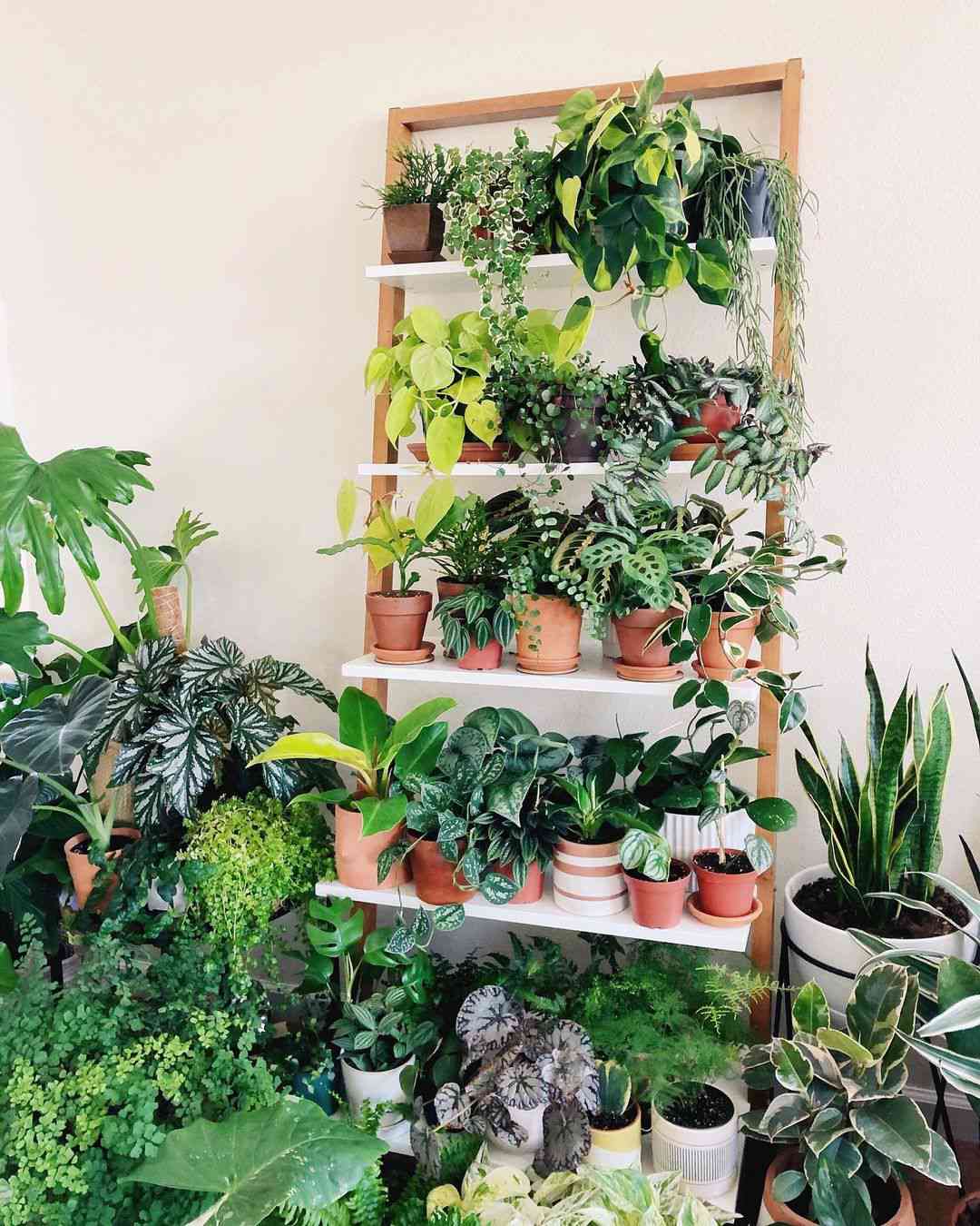 étagère à plantes avec plantes au sol