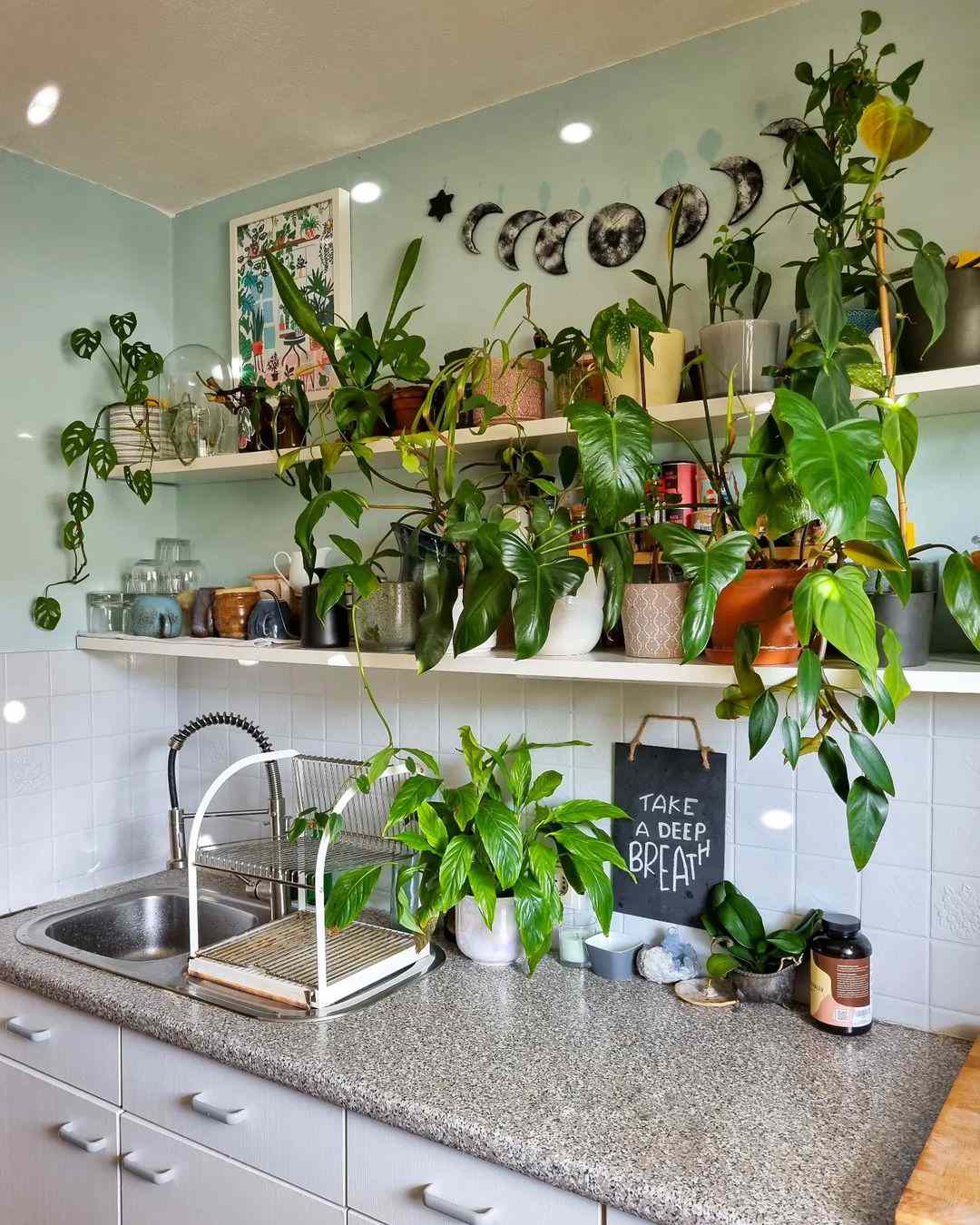 étagères à plantes suspendues au-dessus de l'évier