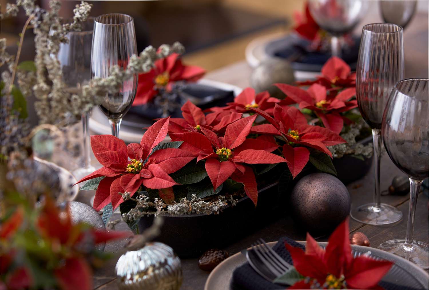 poinsettias rouges