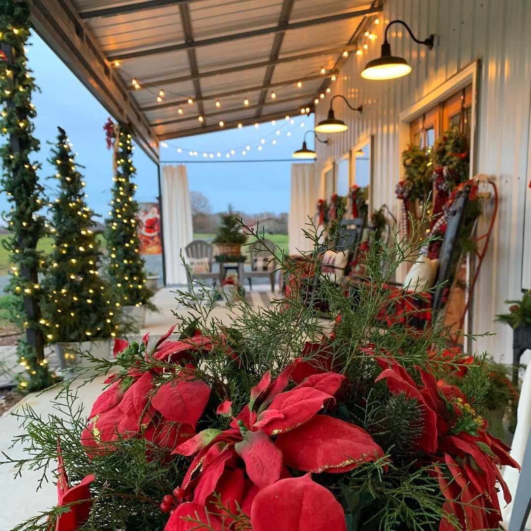 brins de cèdre dans les poinsettias