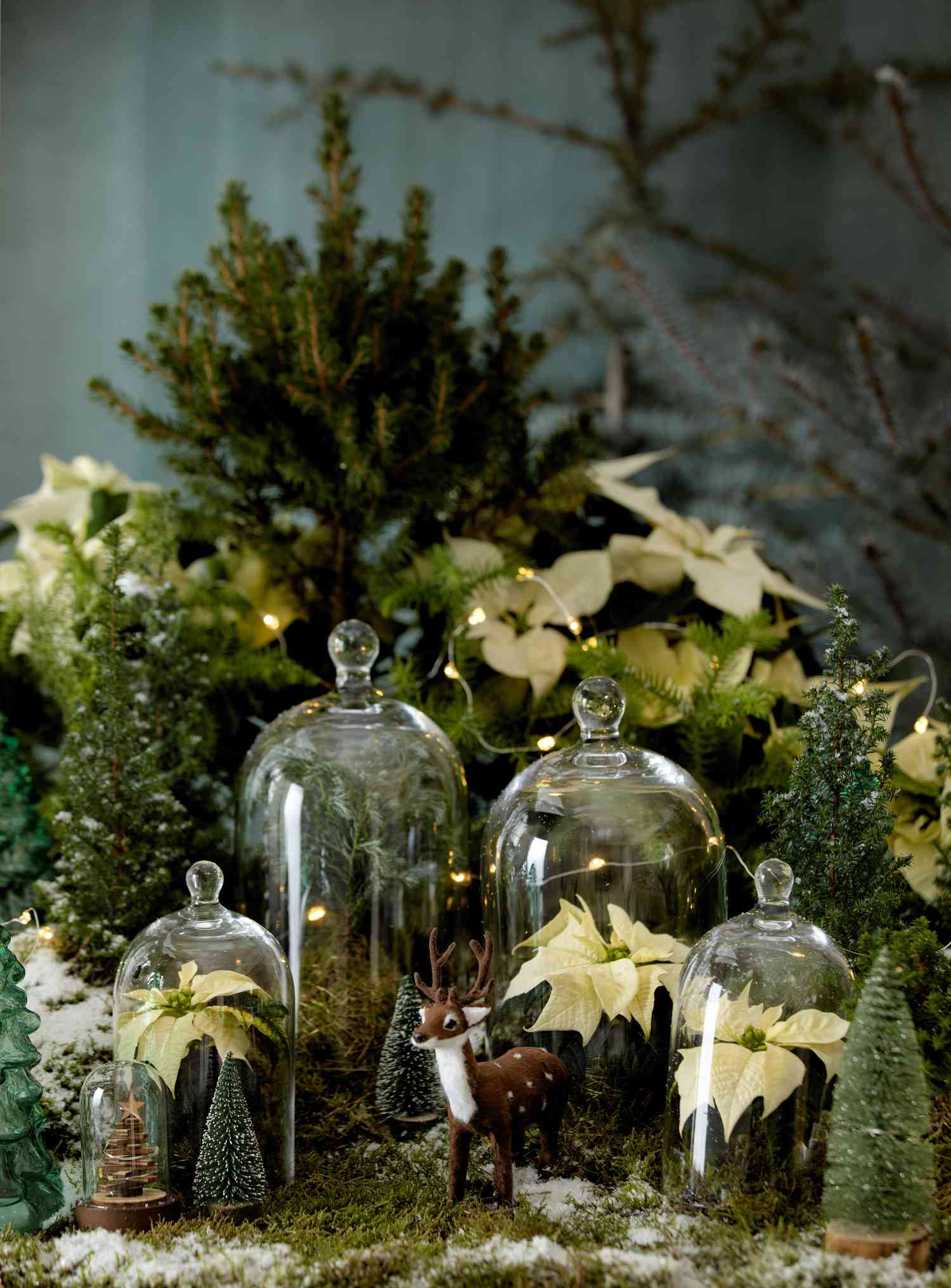 poinsettias dans des cloches en verre