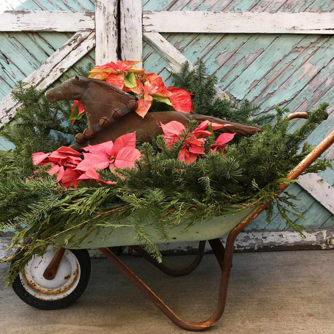 Poinsettias dans une brouette 