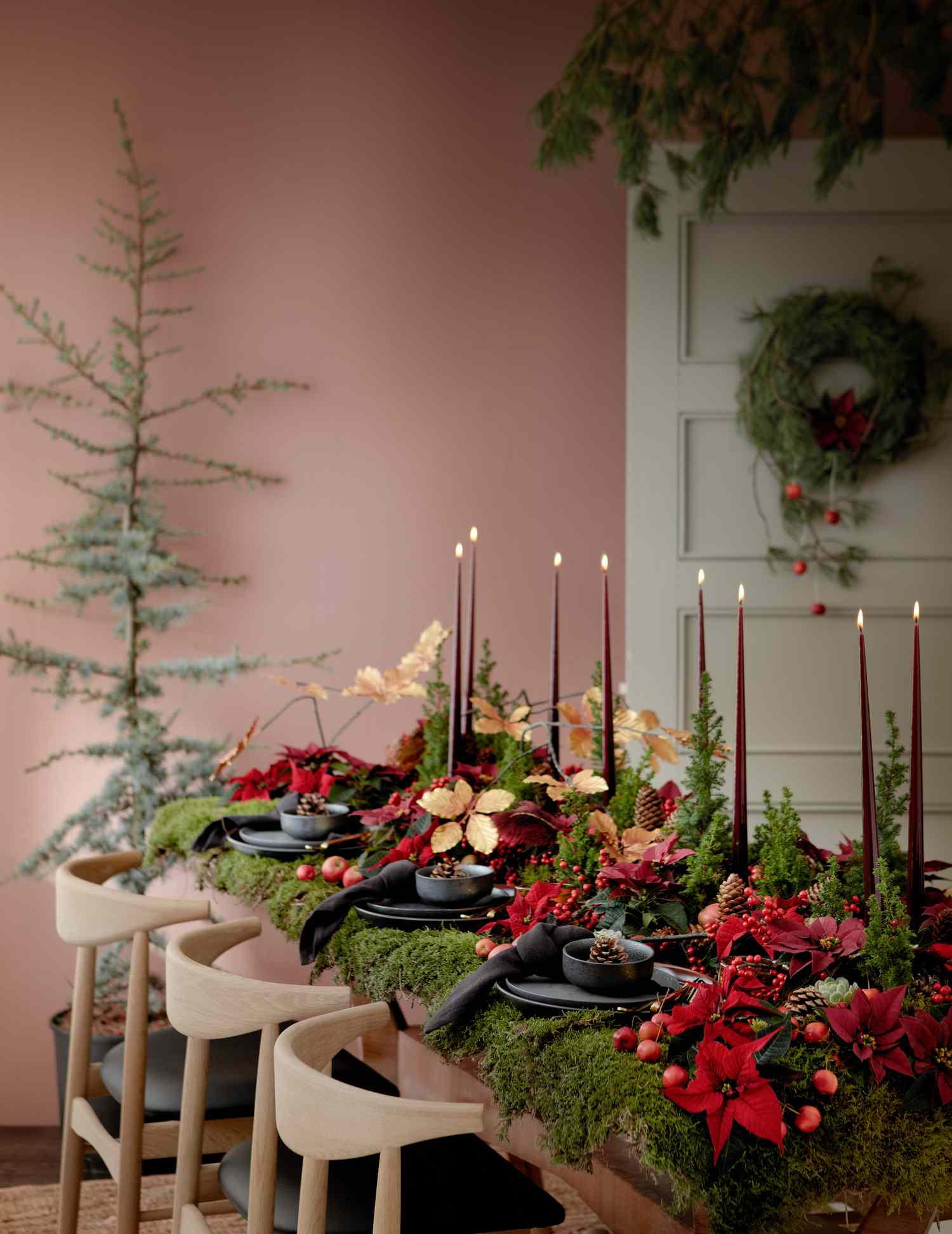 Mousse sur table avec poinsettias