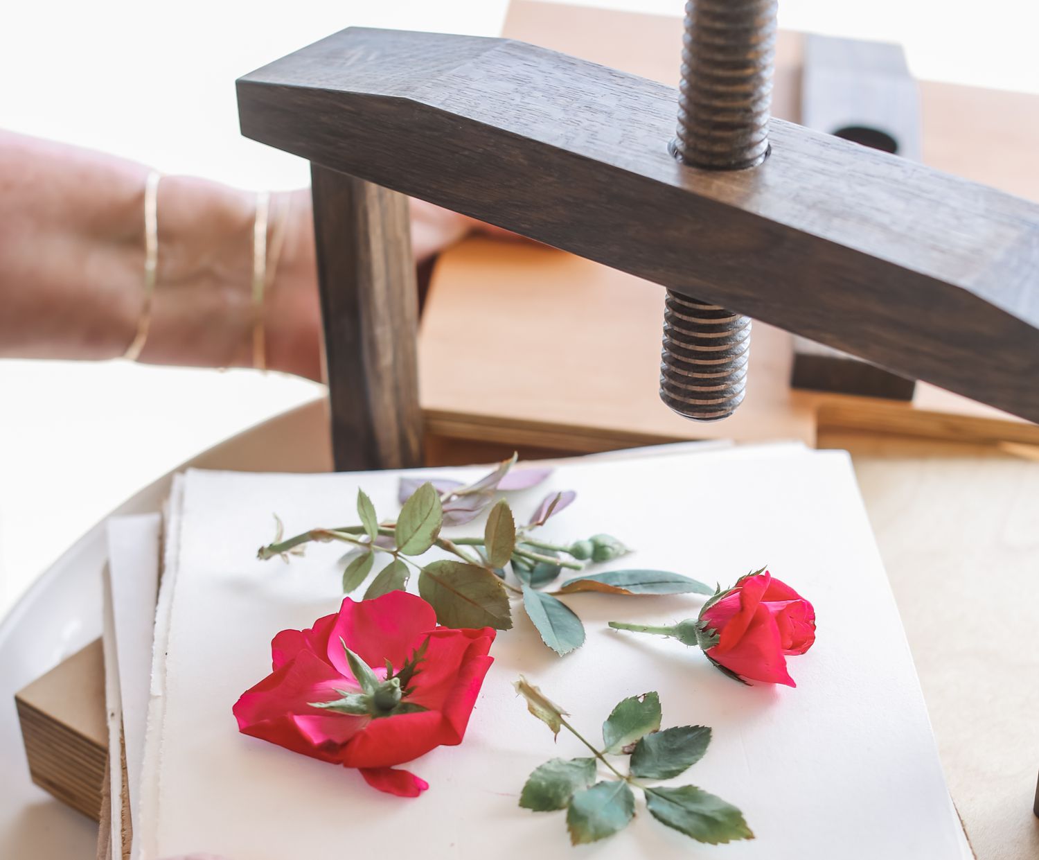 roses sur presse à fleurs