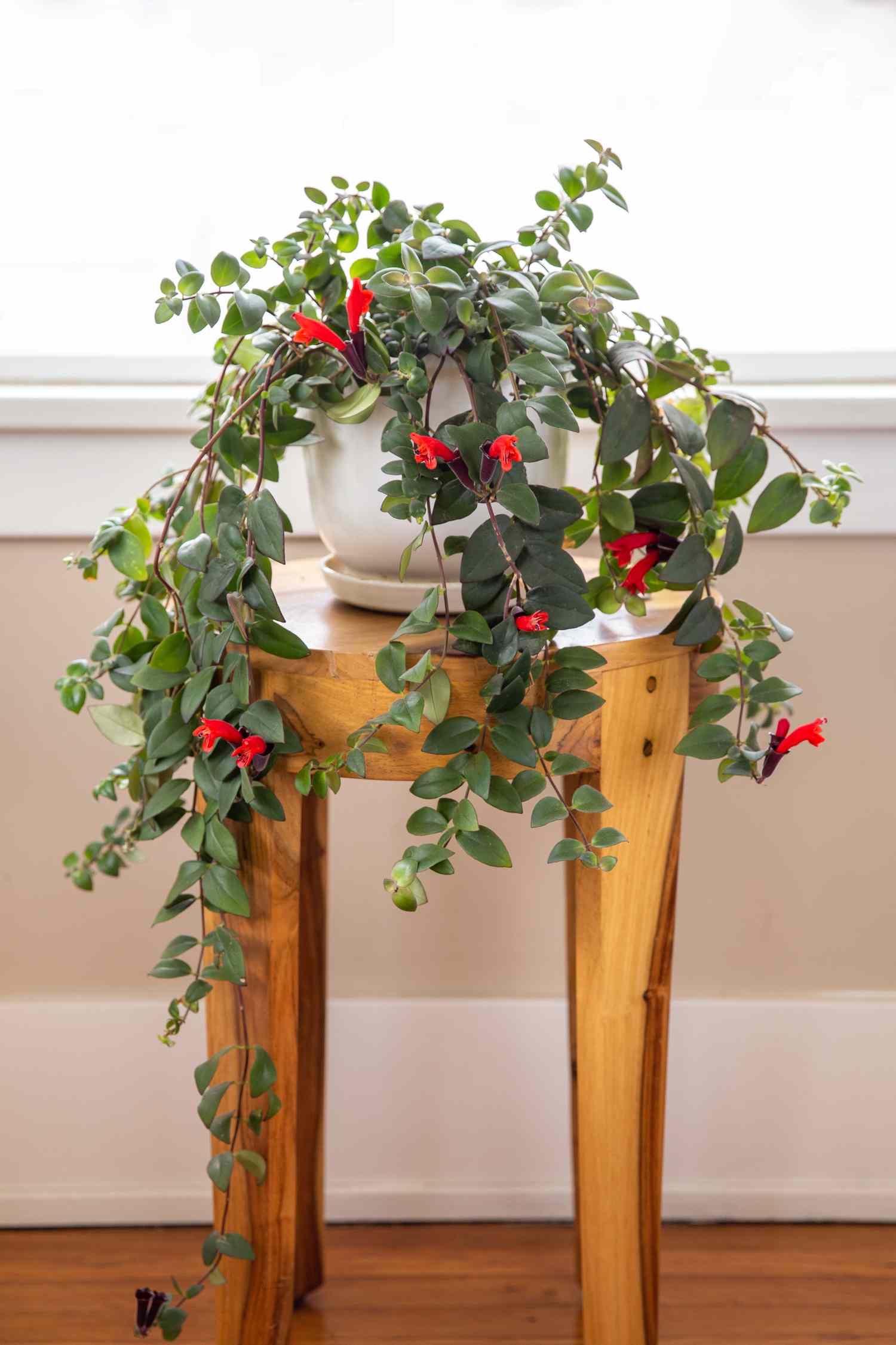 plante rouge à lèvres avec fleurs rouges