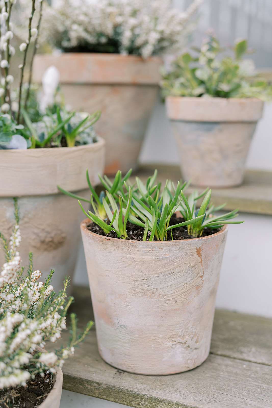 Pots en terre cuite vieillis