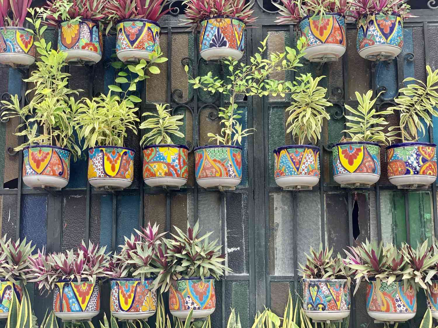 pots de fleurs en rangée dans un magasin de plantes sur un mur