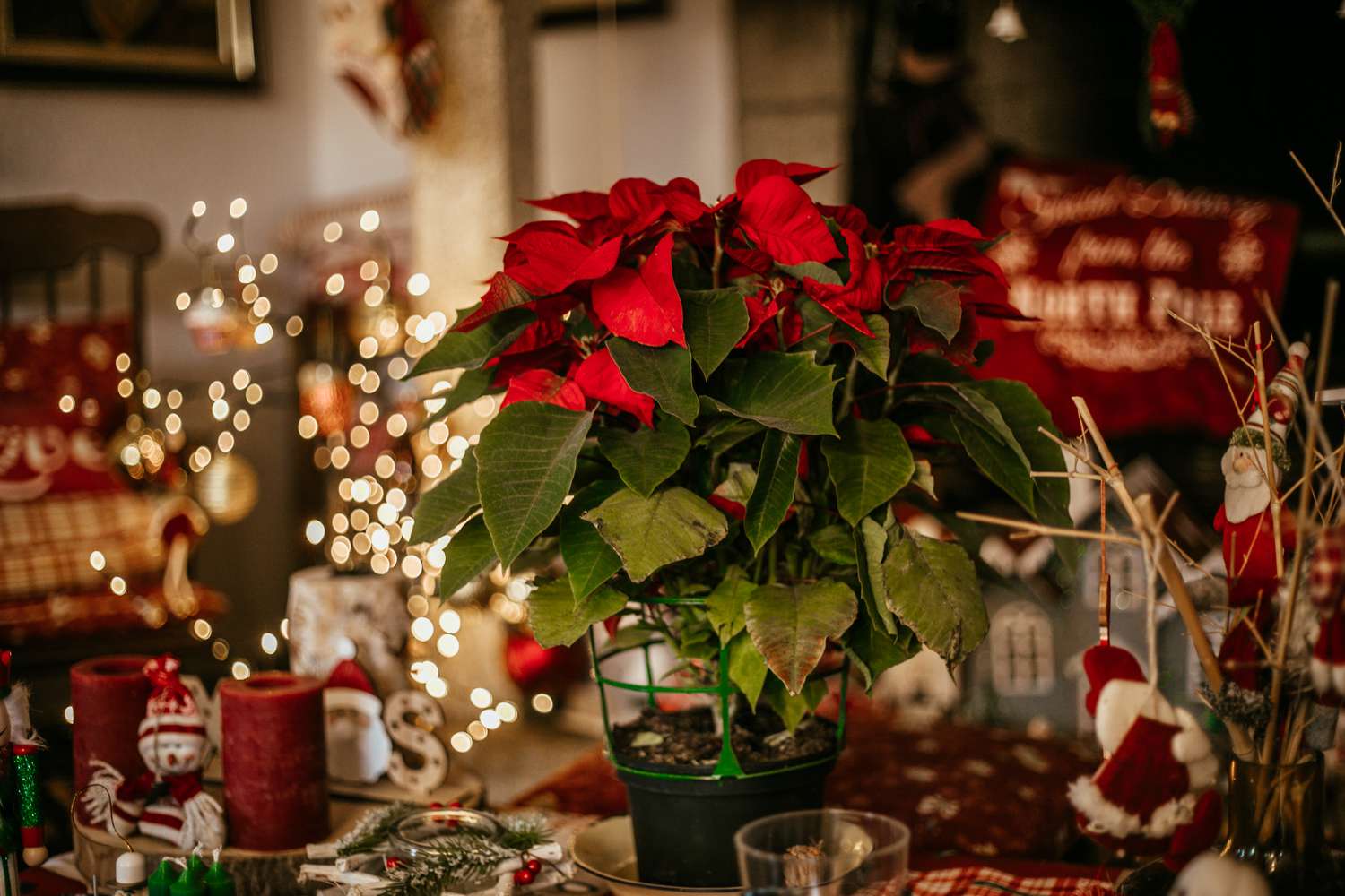 poisettia sur une table décorée pour Noël