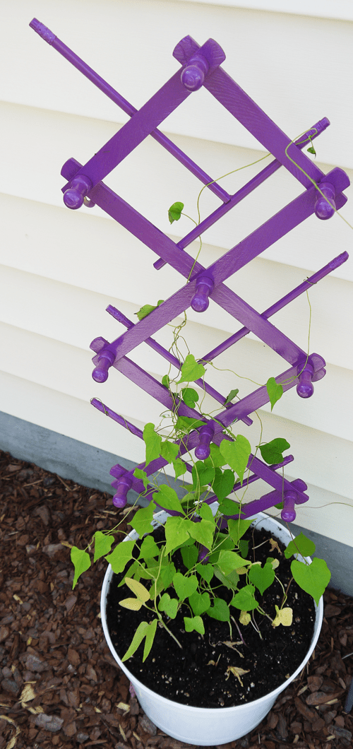 Treillis de jardin DIY