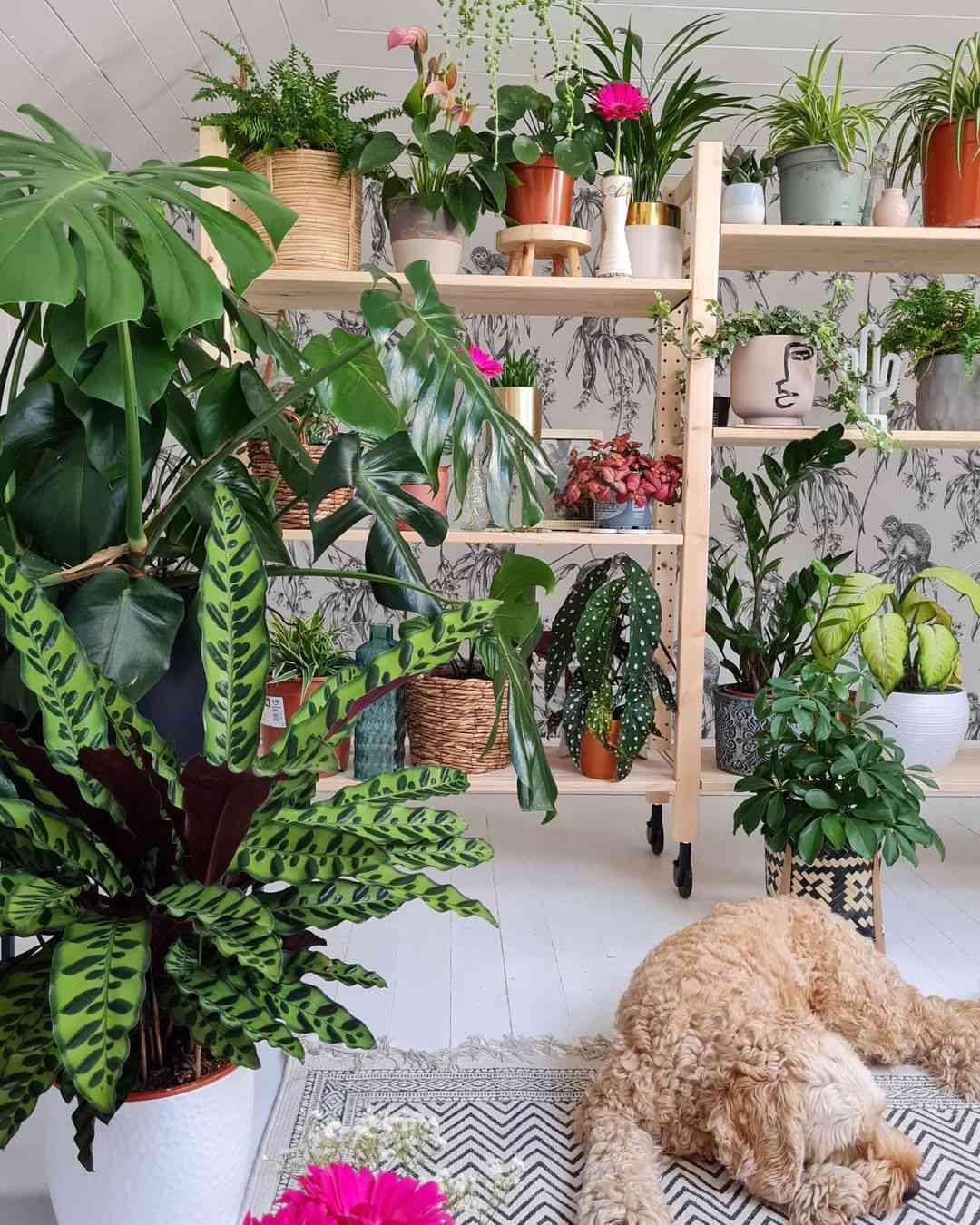 Étagères roulantes pour plantes DIY