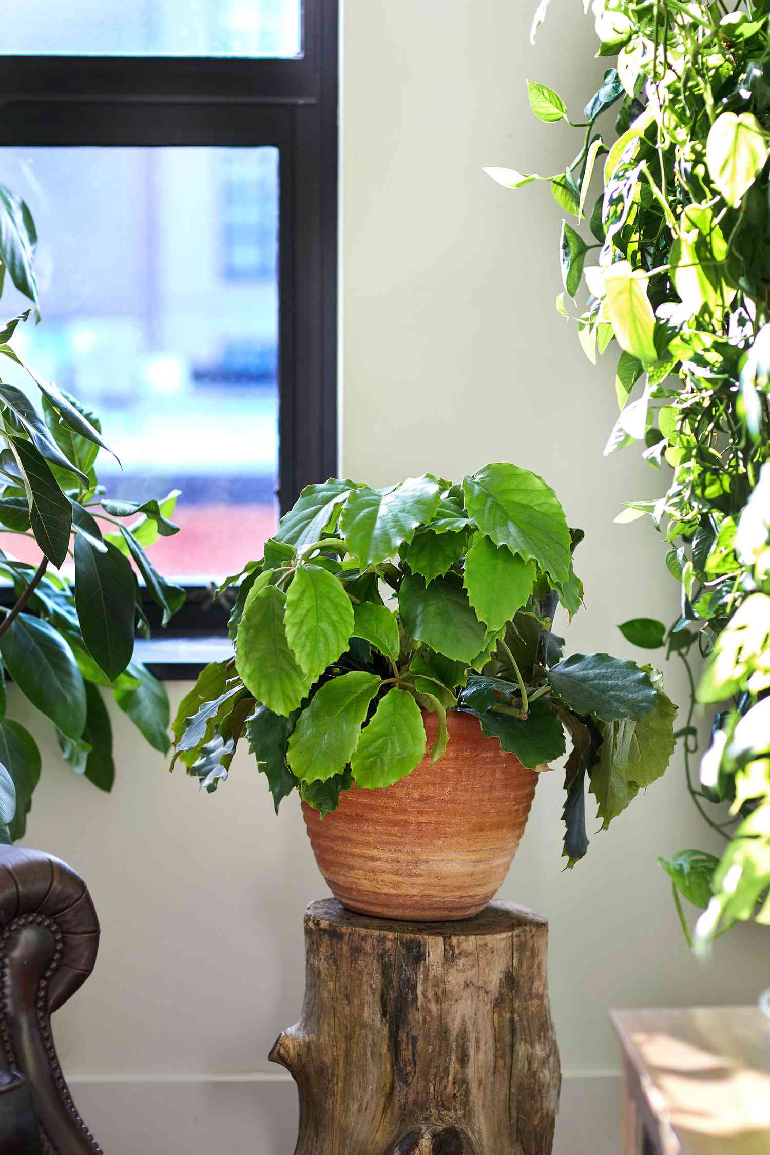 Une souche d'arbre utilisée comme support de plante DIY