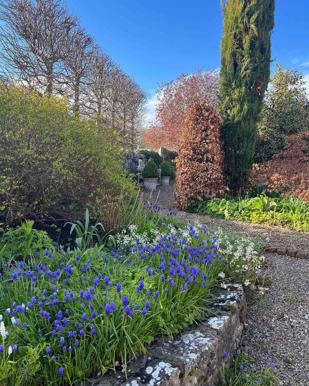 jardin avec des fleurs violettes et blanches