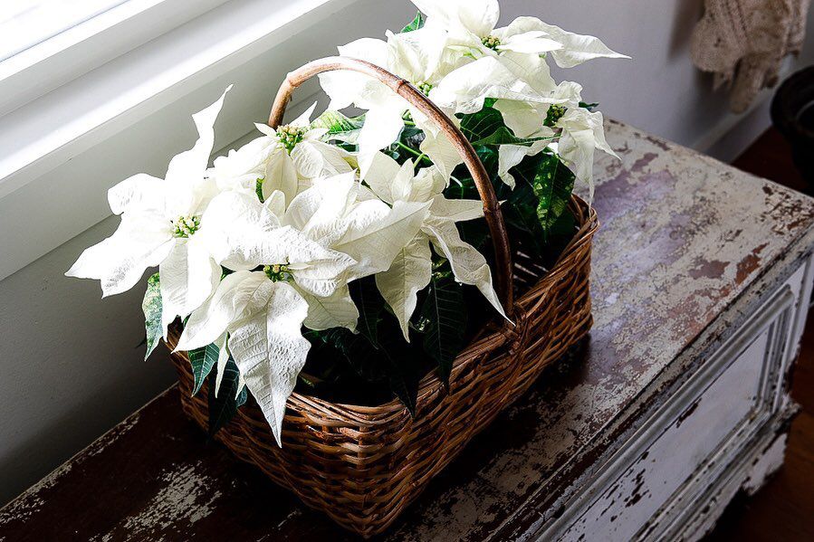 Poinsettias dans un panier