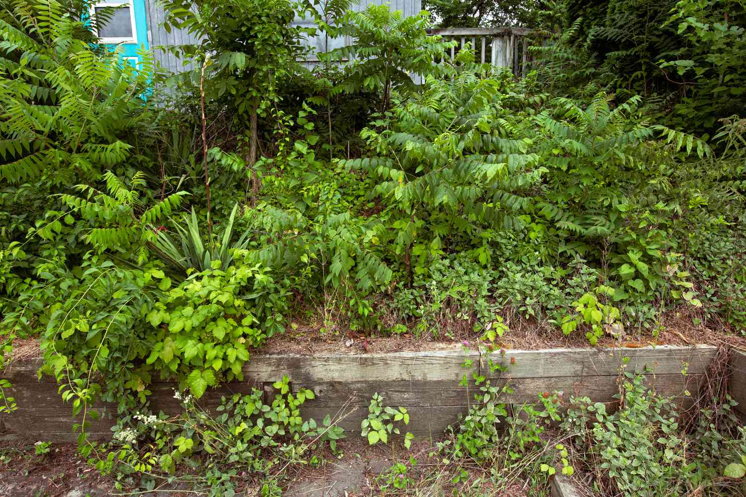 des plantes non taillées dans un jardin