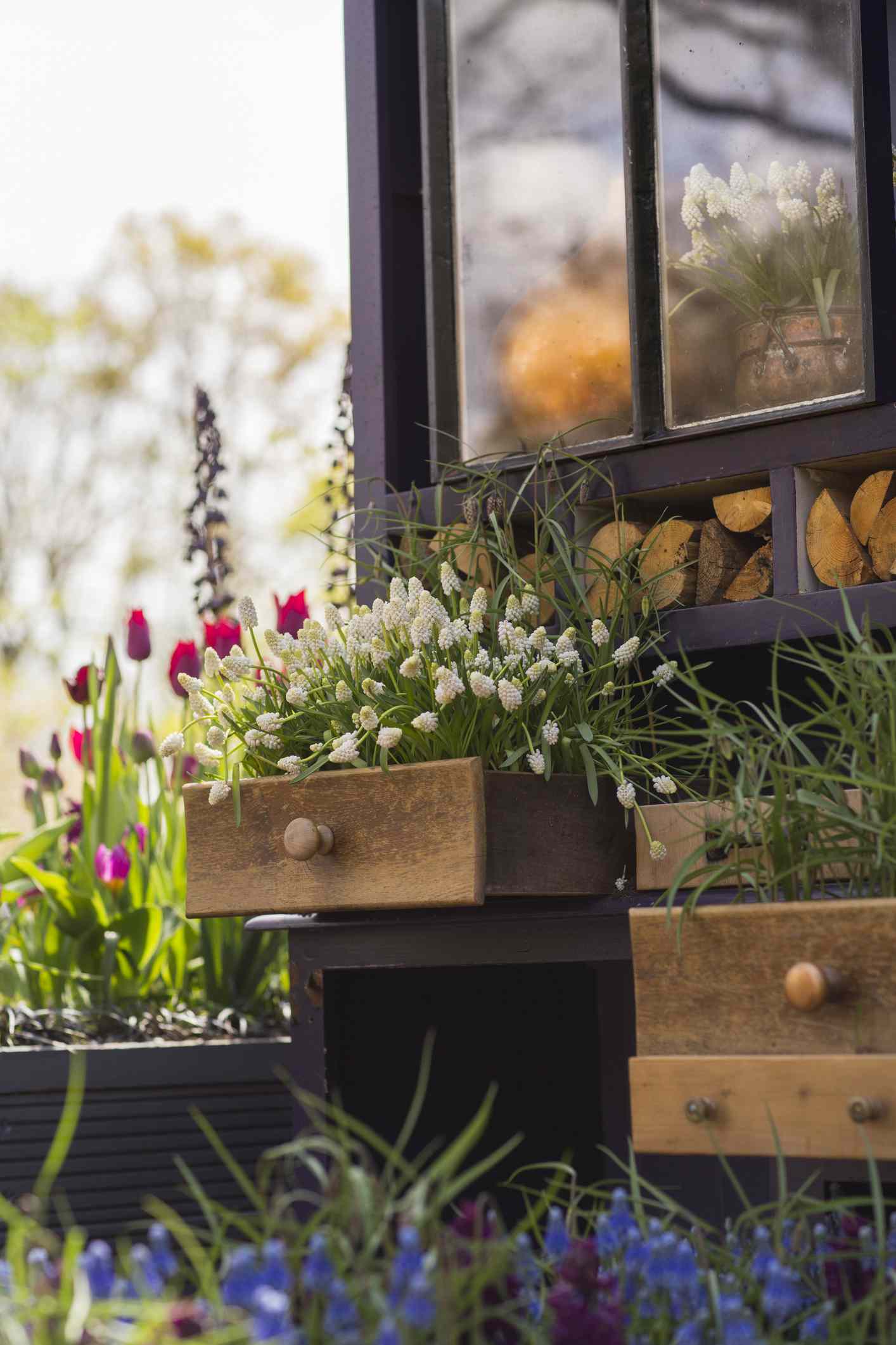 Tiroirs en bois avec des fleurs qui y poussent