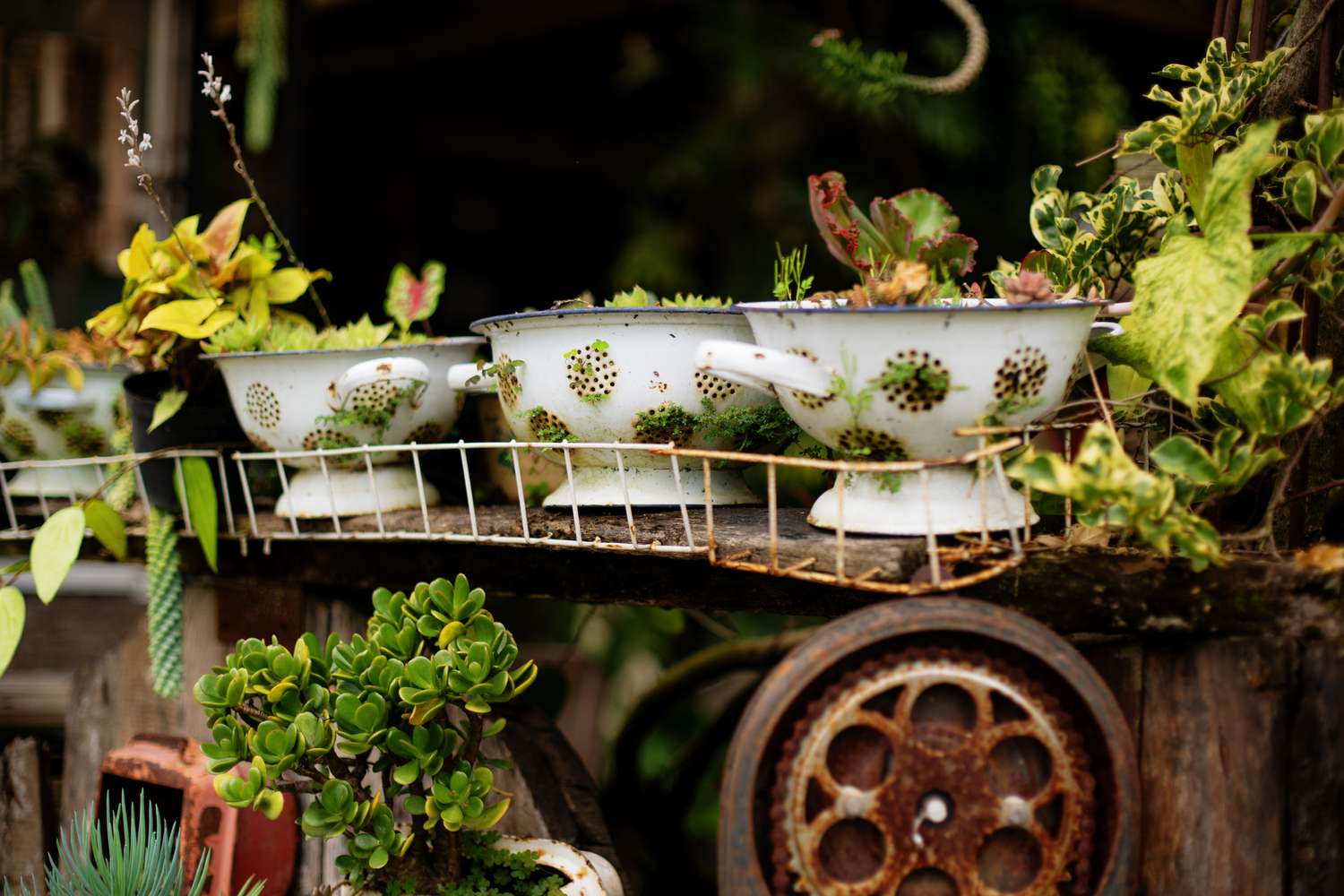Passoires avec des succulentes qui y poussent