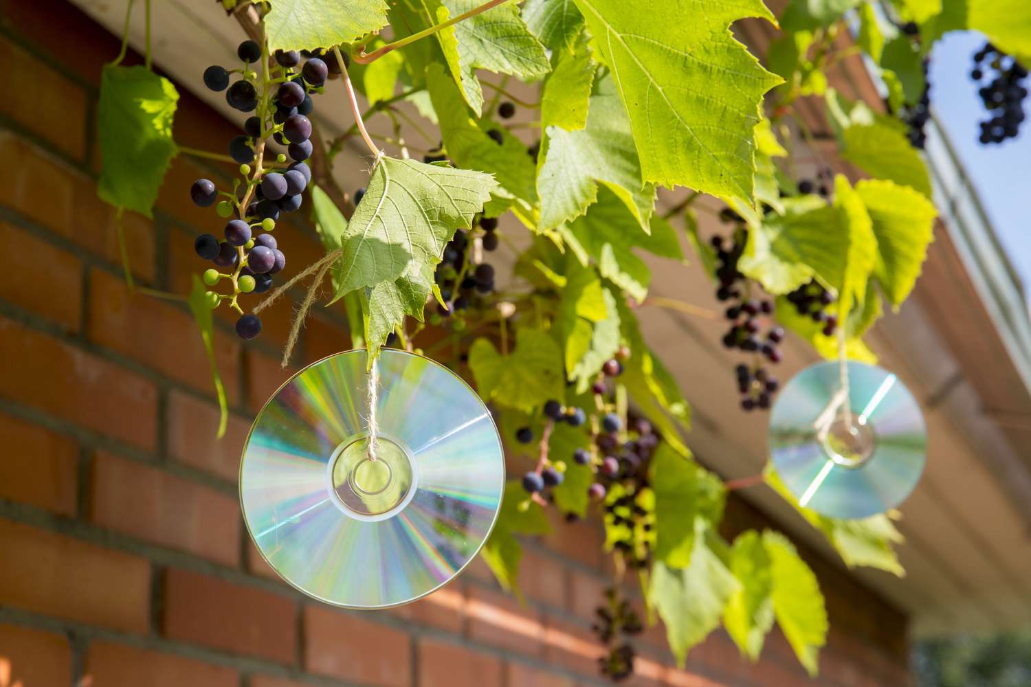 CDs suspendus à des vignes