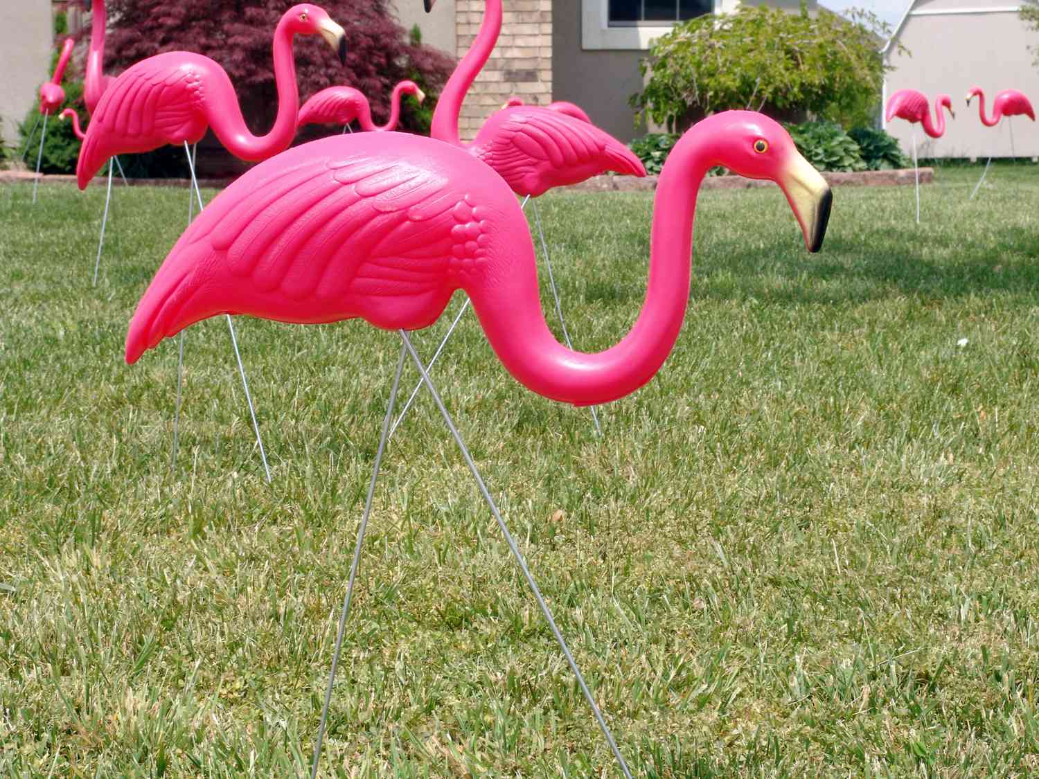 flamingos in yard