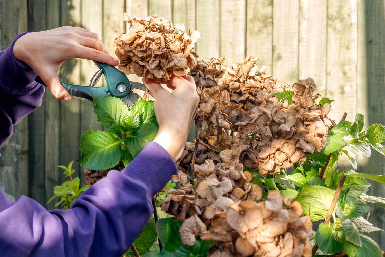 hortensias mortes dans la cour avant