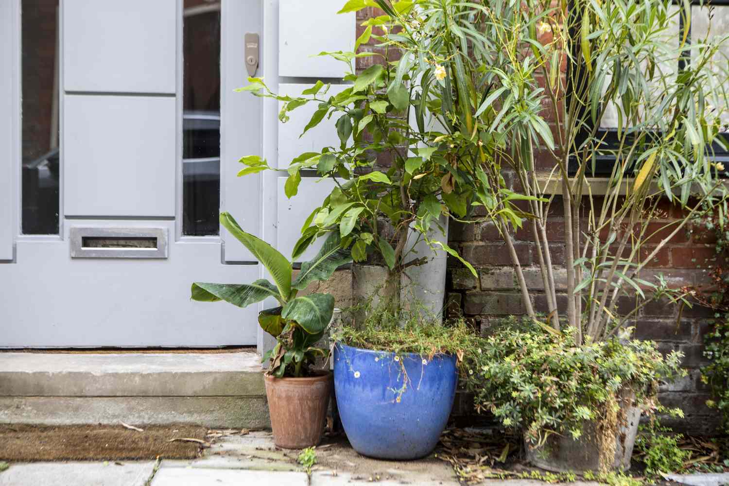 plantes en pots dépareillées devant une maison