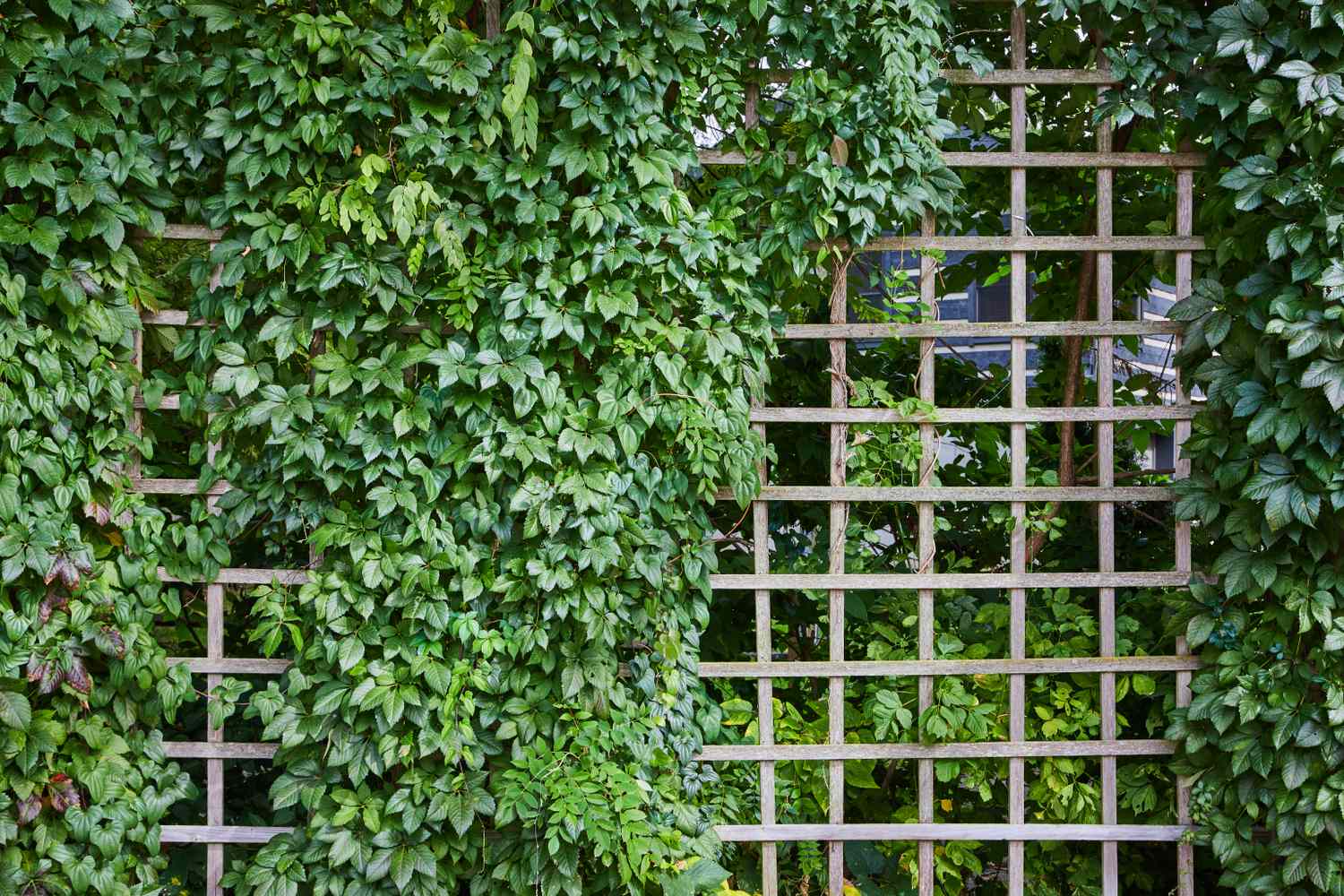 Des vignes vertes poussant sur un treillis en bois dans un jardin
