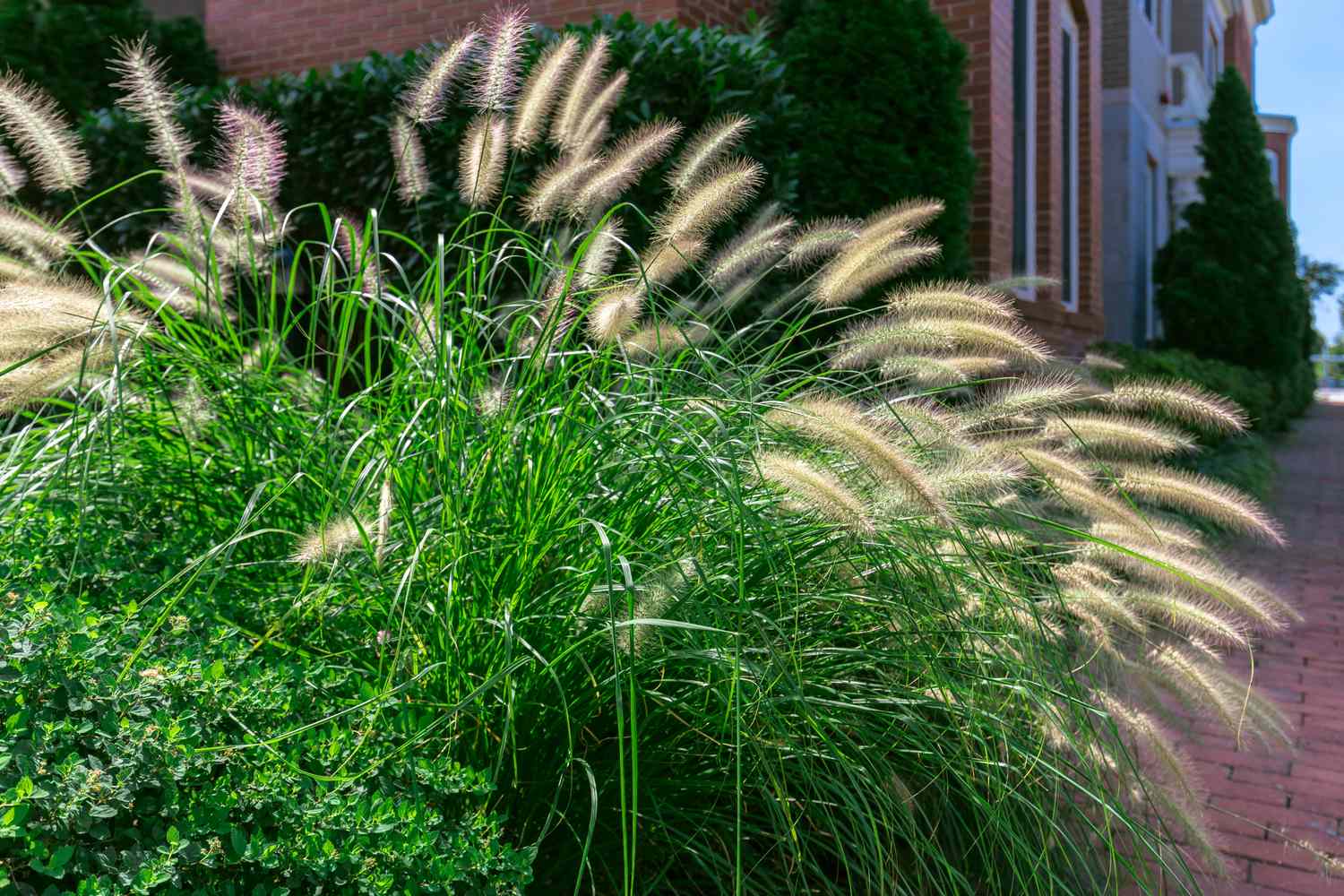 Ornamental grasses in front of a brick house