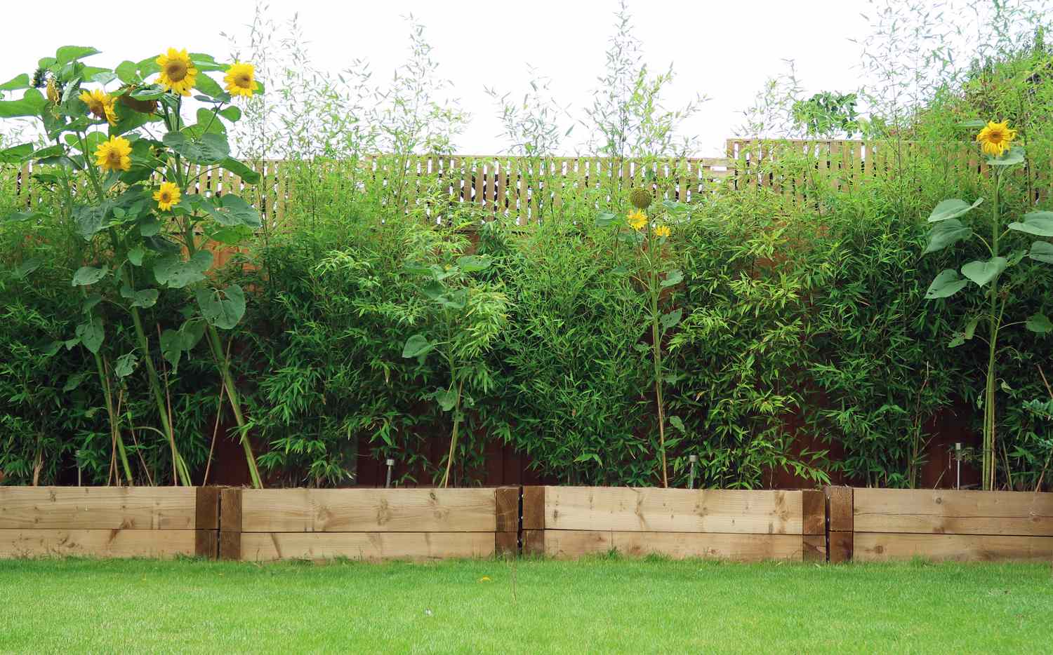 Tall sunflowers and bamboo plants growing in raised flower beds in a backyard