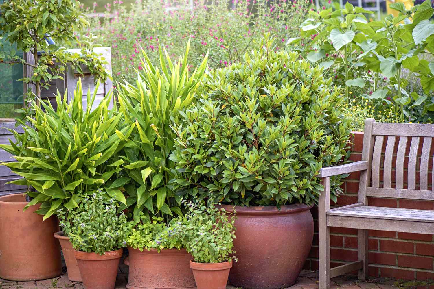 Green plants in terracotta pots outside by a teakwood bench
