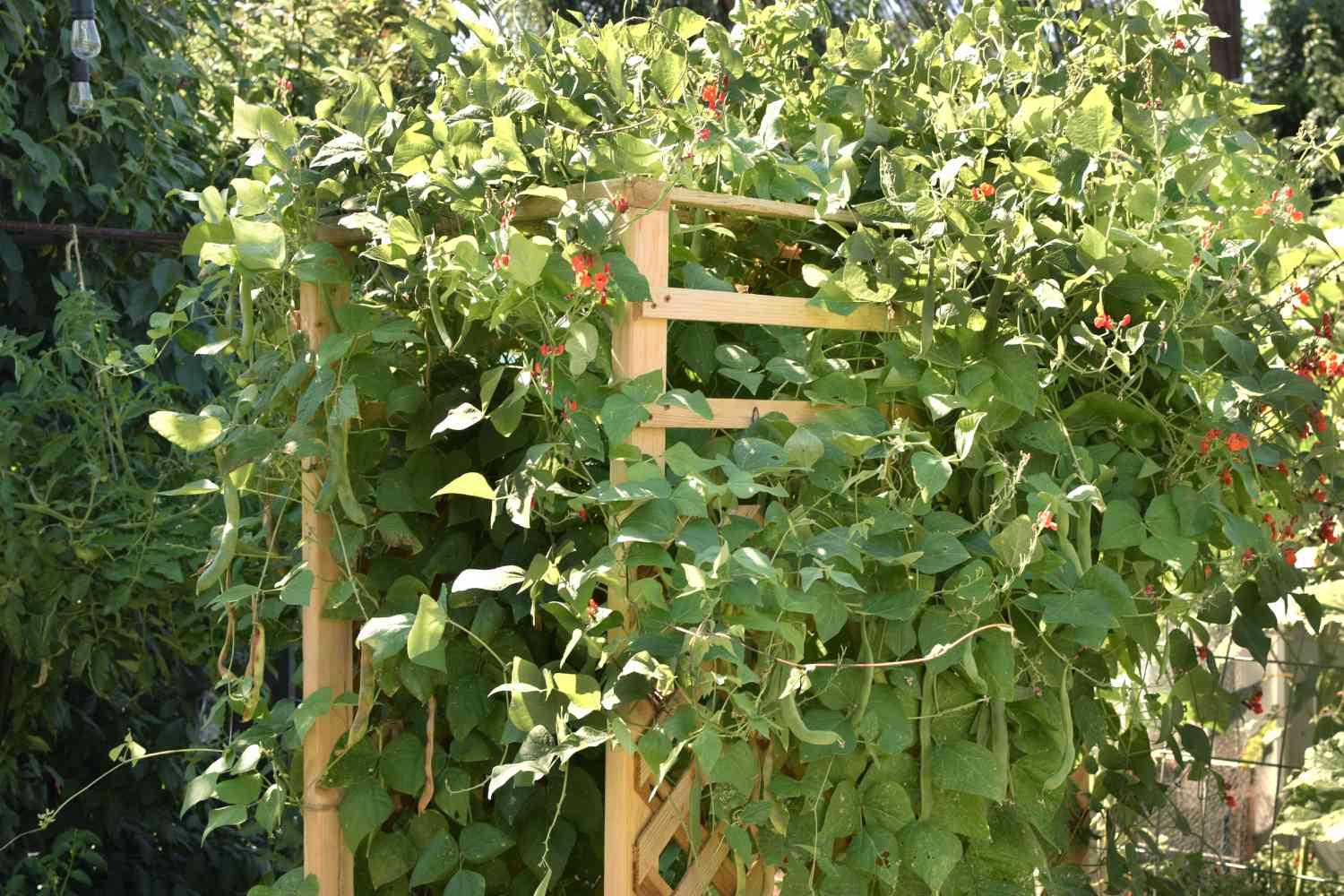 Vignes de haricots à rames avec de petites fleurs rouges recouvrant une tonnelle en bois
