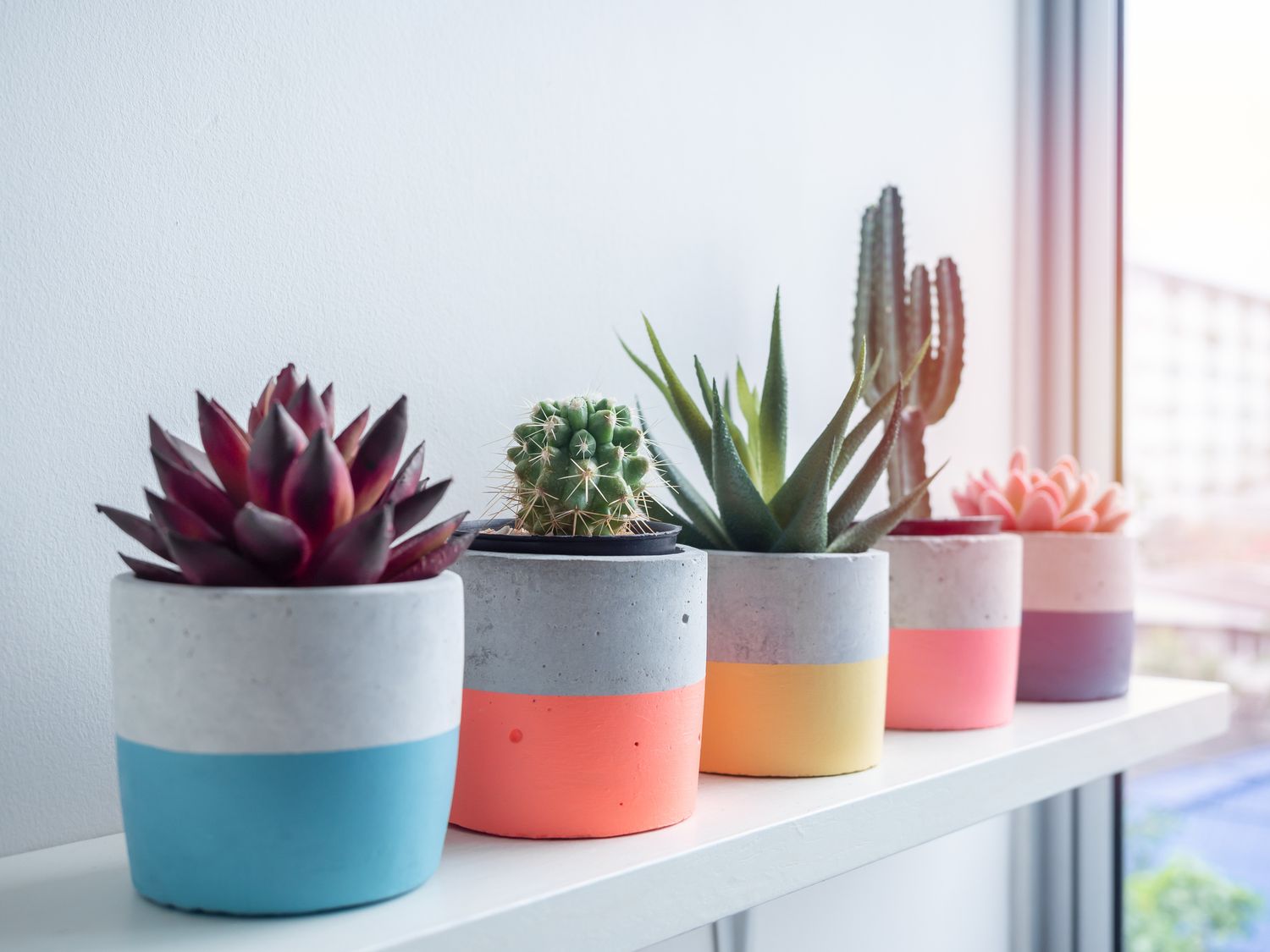 plants in colorful painted pots