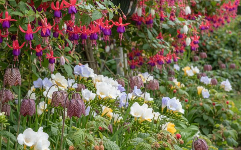 Un jardin coloré avec des fleurs et arbustes fruitiers commençant par F.